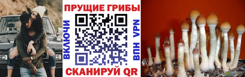 купить   Сенгилей  Галлюциногенные грибы мухоморы 